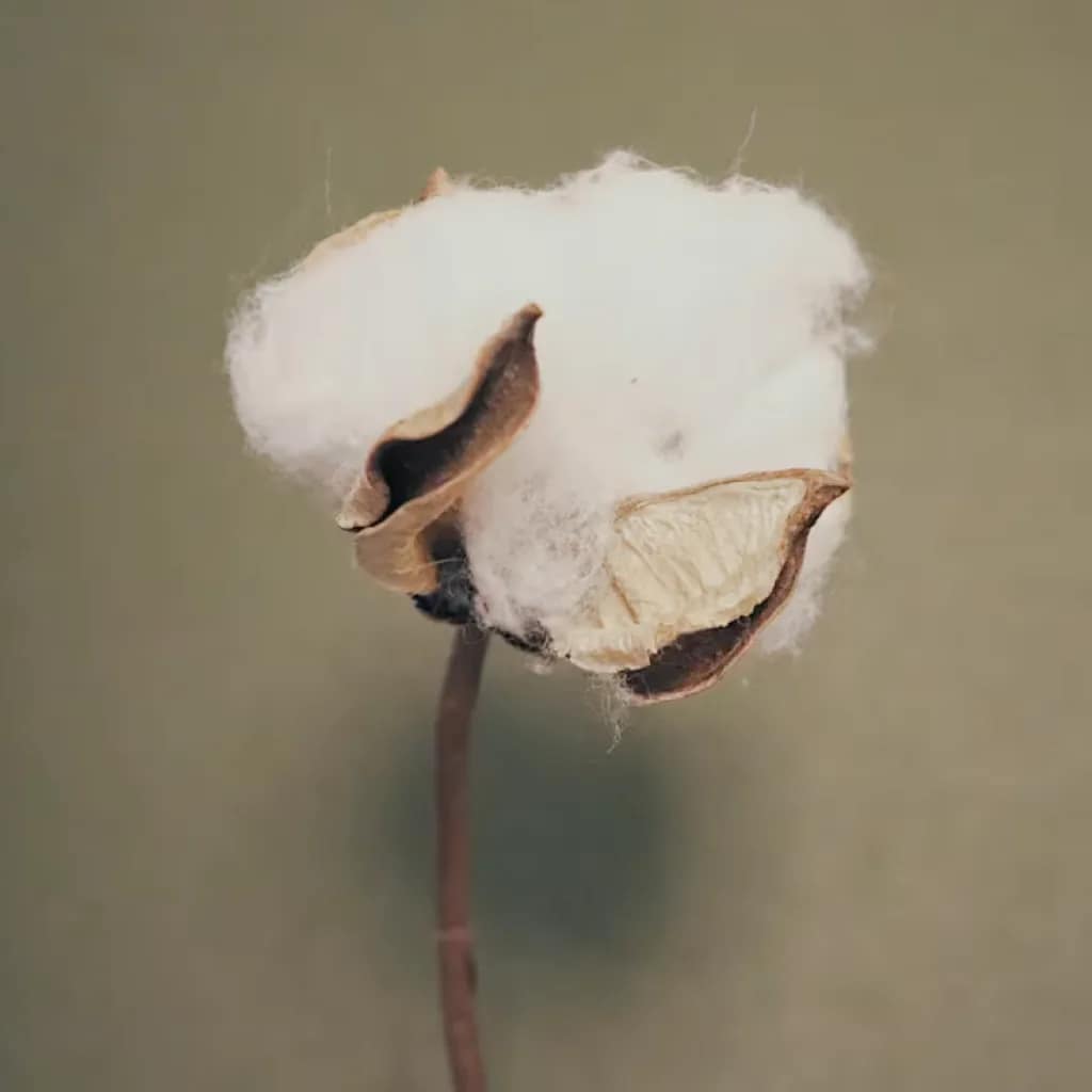 Supima-Bomuld. Ekstra styrke, blødhed og farvebevaring.