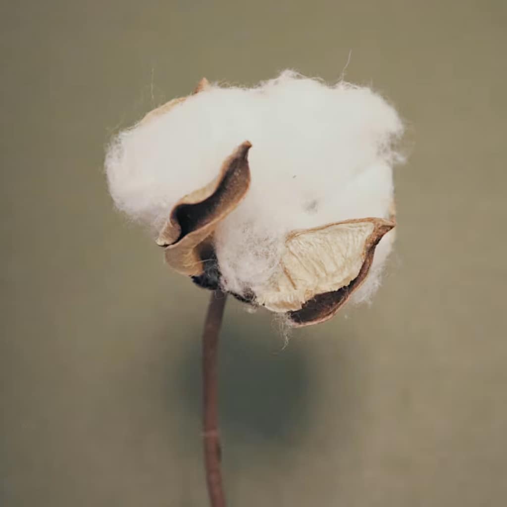 Supima-Bomuld. Ekstra styrke, blødhed og farvebevaring.